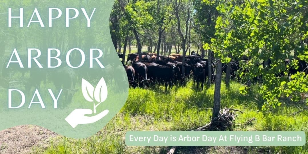 Every Day is Arbor Day!